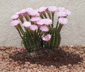 Flowers 2010, Desert Greens Community, Pahrump, Nevada