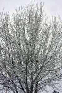 Photo 9 from Snow Desert Green Jan 2011 at Desert Greens Community